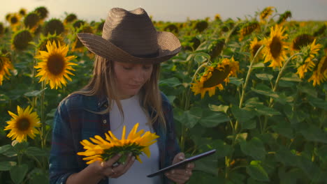 A-farmer-girl-holds-in-her-hands-a-sunflower-and-considers-its-features.-She-is-a-specialist-in-botany.